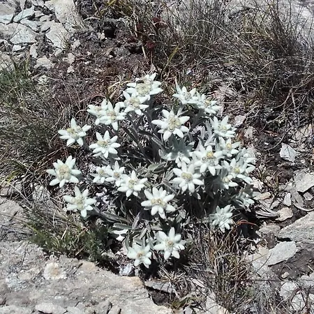 Le Clapier Lejlighed *